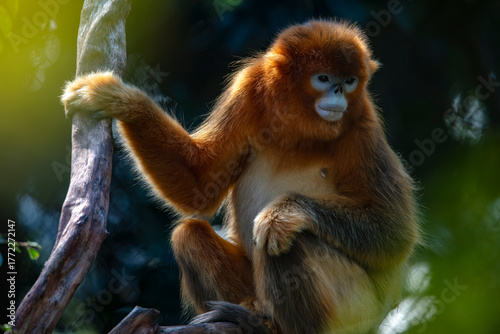 Photography Golden monkeys sit leisurely on rocks.