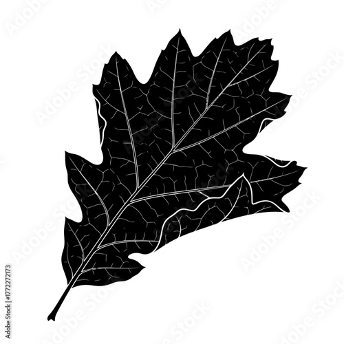 Lobed leaf silhouette with white vein details on white background.