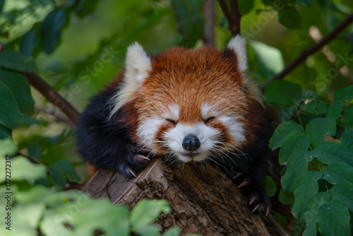 Red pandas inhabit the green trees.