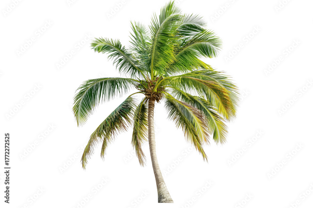 Obraz premium Tropical palm tree green fronds isolated on a transparent background