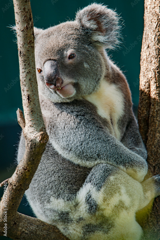 Obraz premium The adorable koalas in the tree