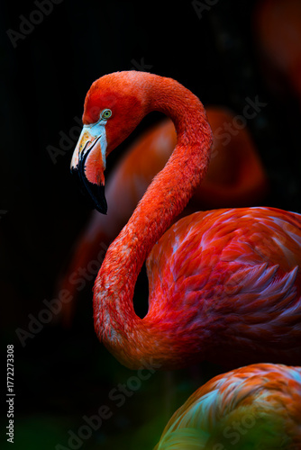 Elegant and charming close-up of a flamingo