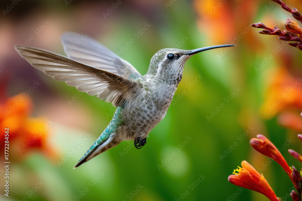 Fototapeta premium Blurred wings of a hummingbird flying near flowers in a garden