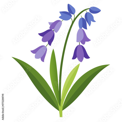 hyacinthoides hispanica excelsior 