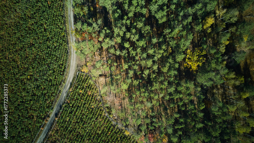 Curved road separates natural and cultivated areas, Winding road distinguishes forest