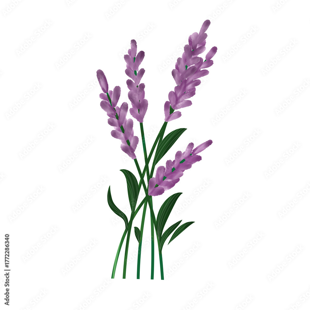 Fototapeta premium Labenders Flower Illustration