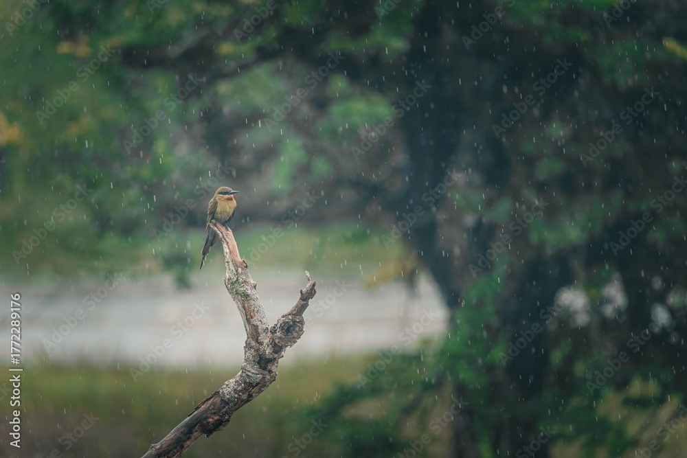 Obraz premium guêpier en attente sur une branche sous la pluie