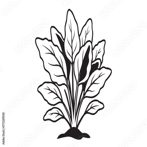 Black and White Spinach Plant Illustration