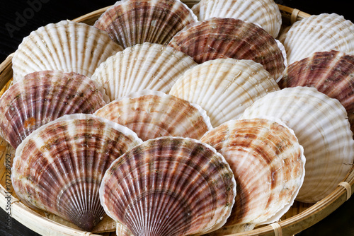 北海道産活ホタテ貝