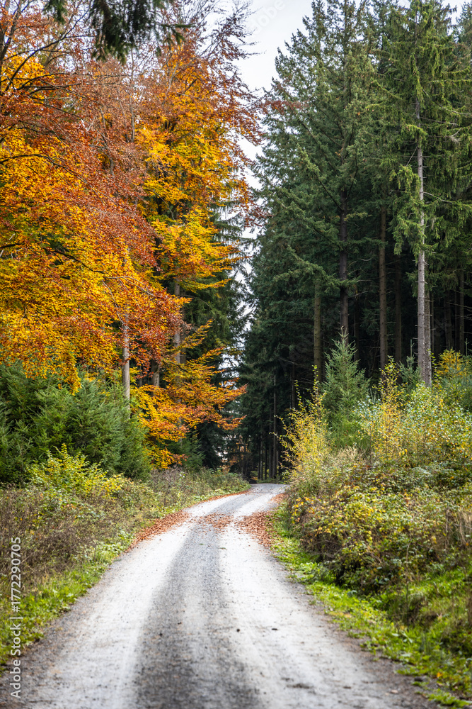 Obraz premium Gravel path winding through a forest with contrasting autumn and evergreen trees