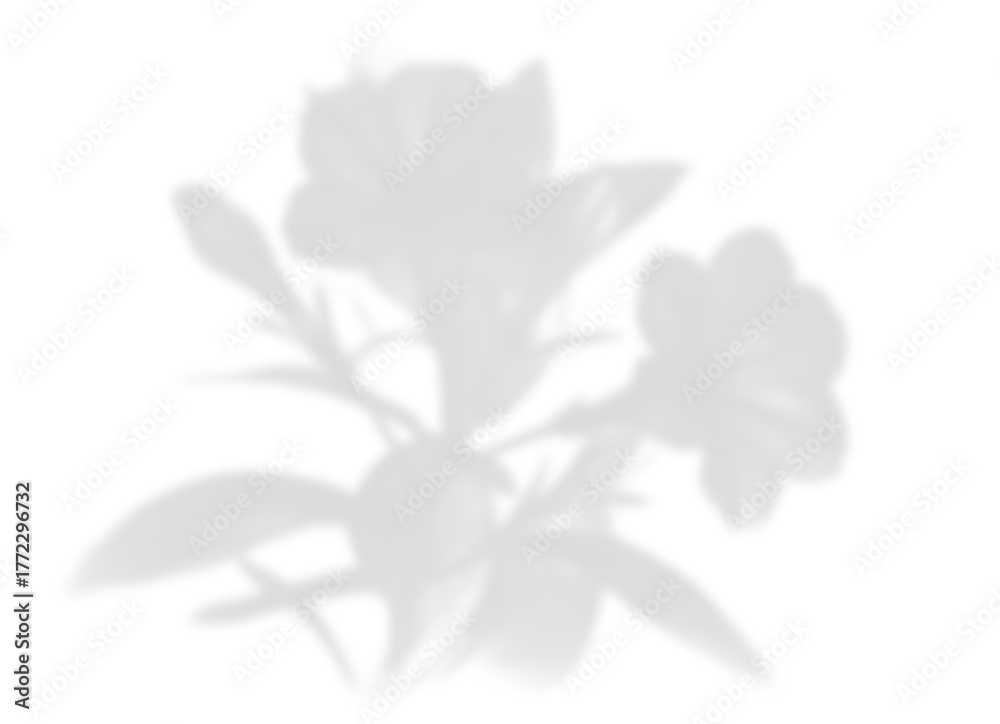Obraz premium Isolated Realistic Flower and Foliage Shadow Overlay for Delicate Designs