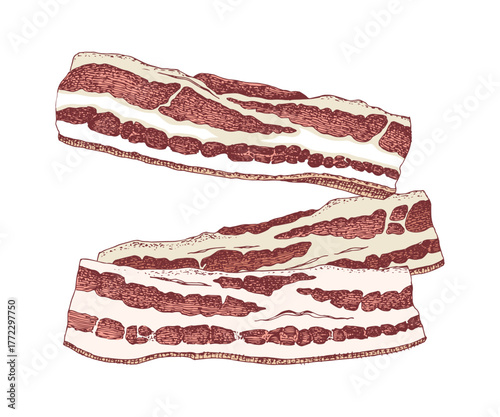 Sliced raw bacon sketched vector