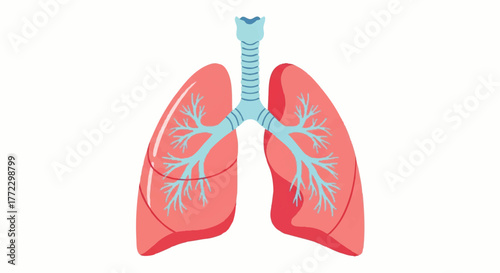 A 2D illustration of a human lung anatomy on a white background, showcasing detailed trachea and bronchi.