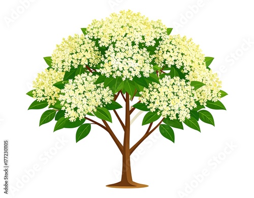 A detailed illustration of an elderflower tree, showing white blossoms, green leaves, and a brown trunk