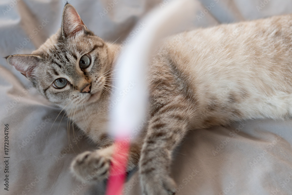 Obraz premium おもちゃで遊ぶ可愛い猫