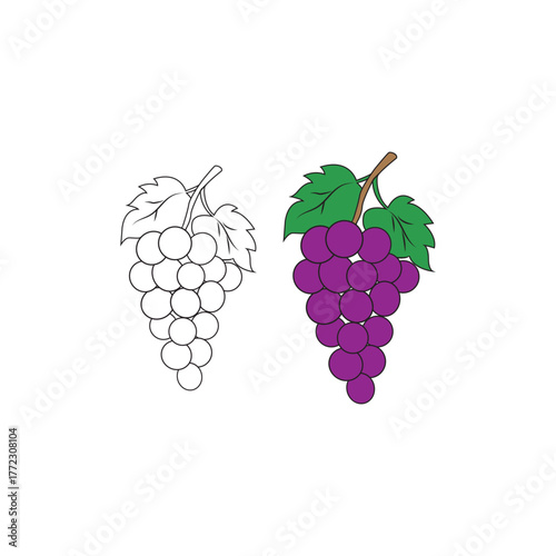 A simple grape illustration for coloring book element

