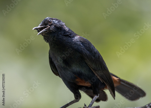 blackbird on a isolated blur green background, singing bird 
