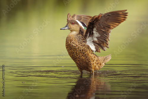 The Grey Teal or Anas gracilis is a small dabbling duck widely distributed across Australia.