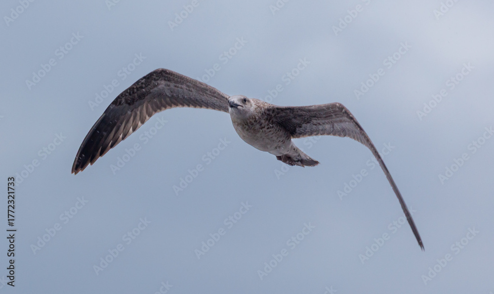 Fototapeta premium A bird is flying in the sky