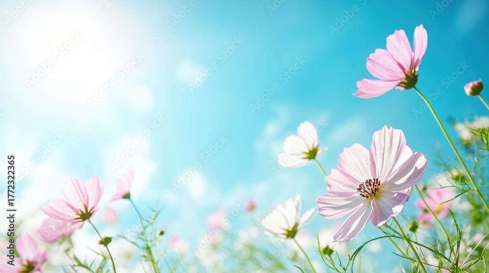Obraz premium Cosmos Field of vibrant pink and white cosmos flowers swaying in the gentle breeze under a bright blue sky.
