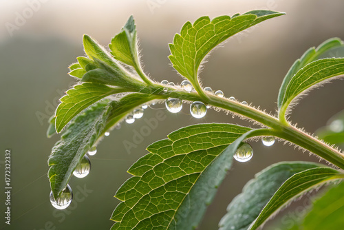 Fotografía macro de una planta de stevia