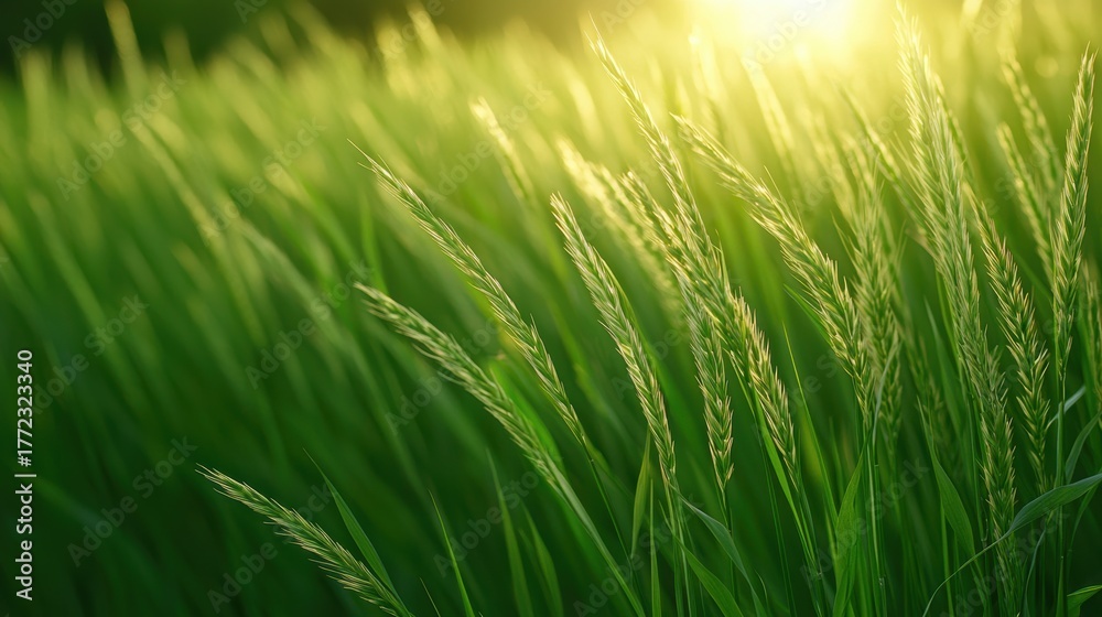 Obraz premium Textured Field of tall grass swaying in the wind, creating a wavy, textured pattern in the sunlight.