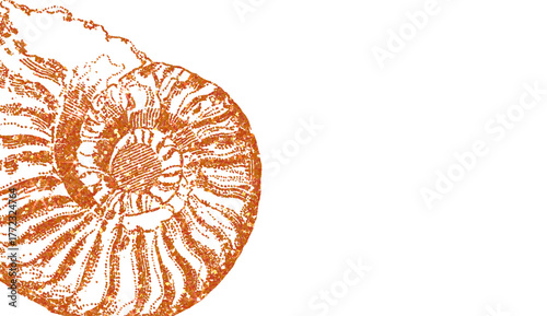 Orange Glitter Ammonite Fossil Shell