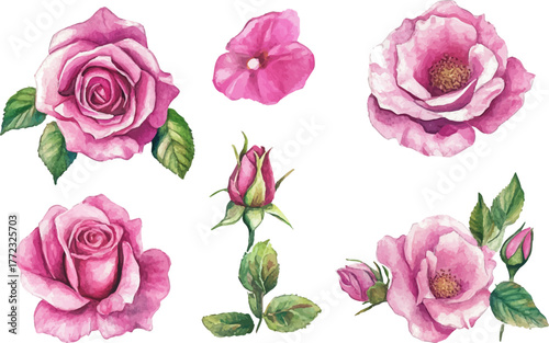 watercolor set of pink roses