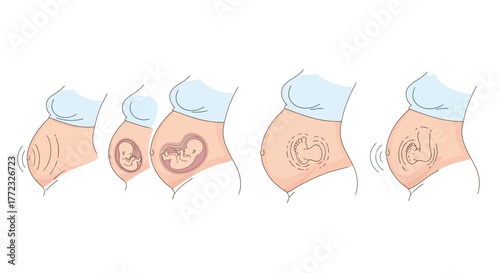 Illustration showing stages of fetal development in a pregnant abdomen