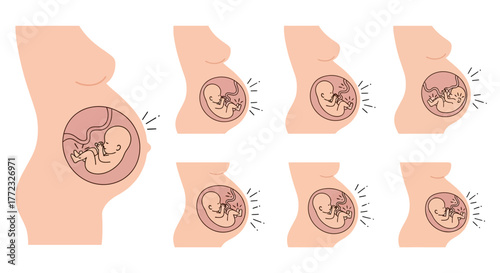 Pregnancy stages depiction with growing fetus inside womb illustrations