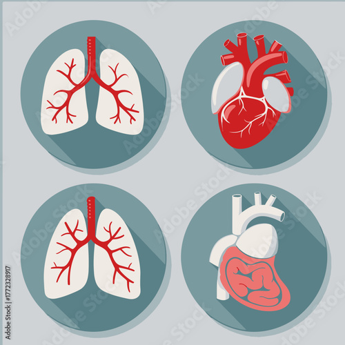 Human Heart and Lungs Anatomy Flat Design Icons Set. Circulatory and Respiratory System Organs Vector with Long Shadow.