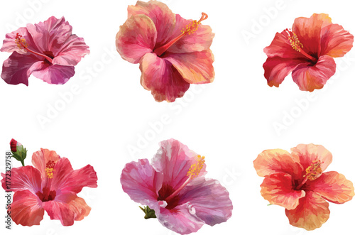 pink hibiscus flower