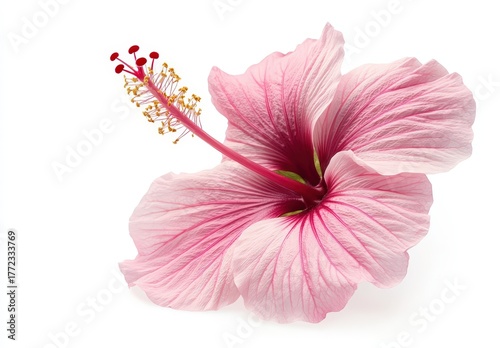 A beautiful pink hibiscus flower with delicate petals and prominent stamens, symbolizing tropical beauty and vibrant nature.