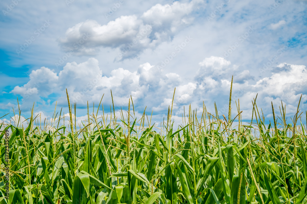 Fototapeta premium A lush green cornfield stretches under a bright blue sky with fluffy white clouds. The tall corn plants are healthy and thriving, showcasing agricultural growth.