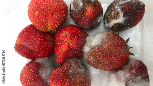 Fotografi Anthracnose fruit rot in strawberry