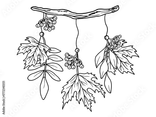 Wooden branch with rowan berries and maple leaves. Vector botanical illustration. Autumn composition of tree branches with plants. Hand drawn graphic art. Natural design for Thanksgiving, Halloween