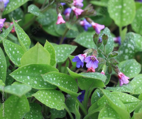 Pulmonaria officinalis, common name lungwort or Mary's tears. Pink and blue flowers of common lungwort in spring.