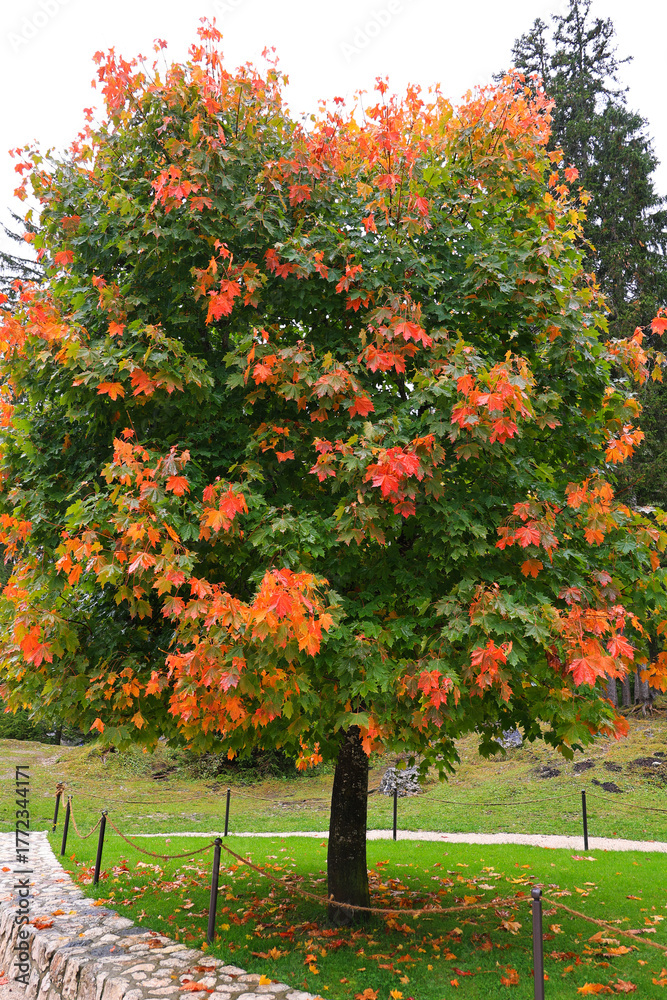 Fototapeta premium Maple tree in autumn at Lake Braies, South Tyrol, Italy