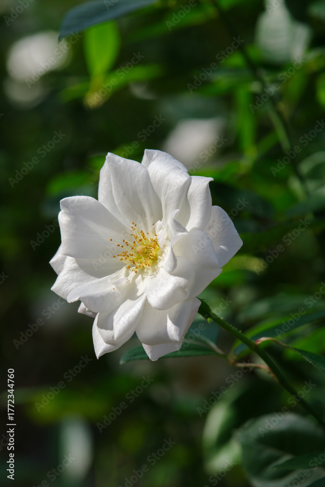 Obraz premium 白い薔薇(アイスバーグ)