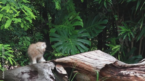 Fluffy orange kitten sitting outdoors on wooden stump, cute pet in natural garden
