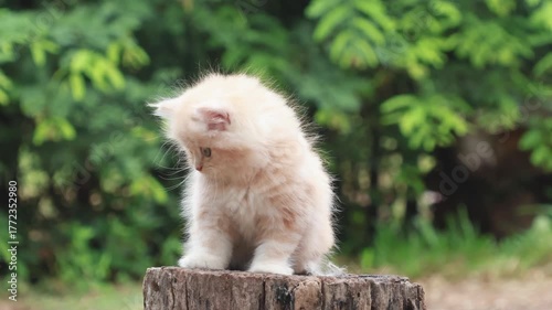 Fluffy orange kitten sitting outdoors on wooden stump, cute pet in natural garden