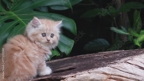 Fluffy orange kitten sitting outdoors on wooden stump, cute pet in natural garden