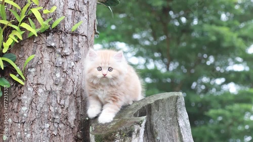 Fluffy orange kitten sitting outdoors on wooden stump, cute pet in natural garden