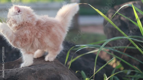 Fluffy orange kitten sitting outdoors on wooden stump, cute pet in natural garden