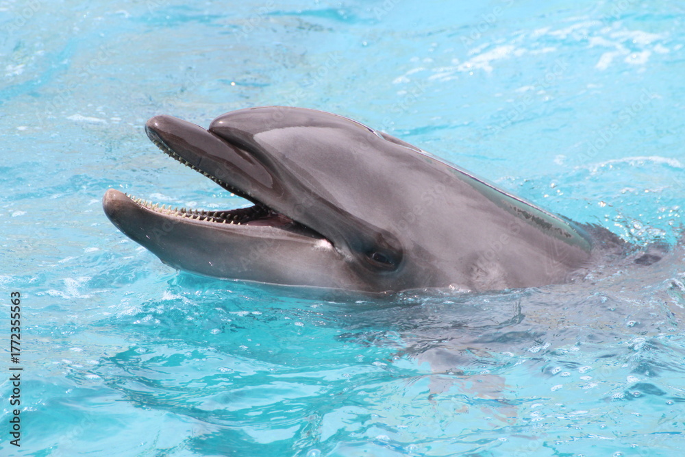 Naklejka premium にこやかなイルカ