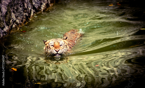 Photography tiger swimming in water