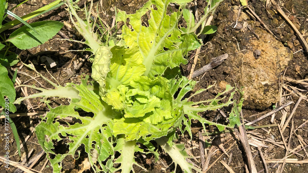 Fototapeta premium Chinese cabbage damaged by insect pests