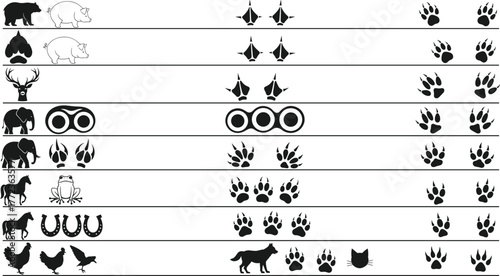 Animal footprint chart vector illustration, educational wildlife track guide, paw and hoof print comparison for nature, tracking, biology, outdoor content