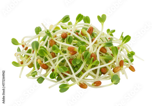 Fotografie Isolated fresh microgreens with seeds, alfalfa sprouts are healthy and nutritiou