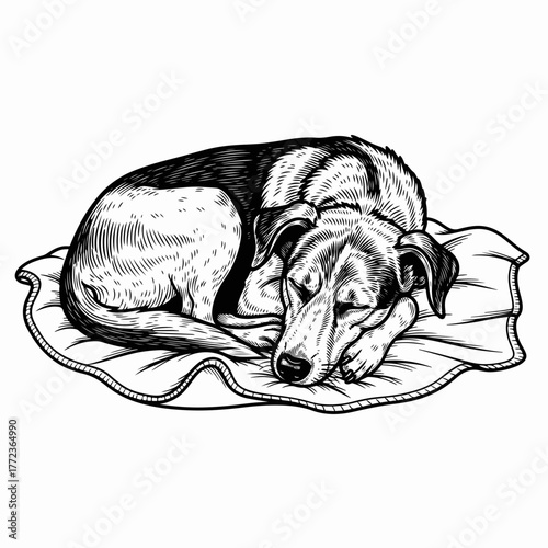 A sleeping dog in a vintage engraving style. Hand-drawn line art sketch of a resting pet on a cushion. Monochrome canine graphic